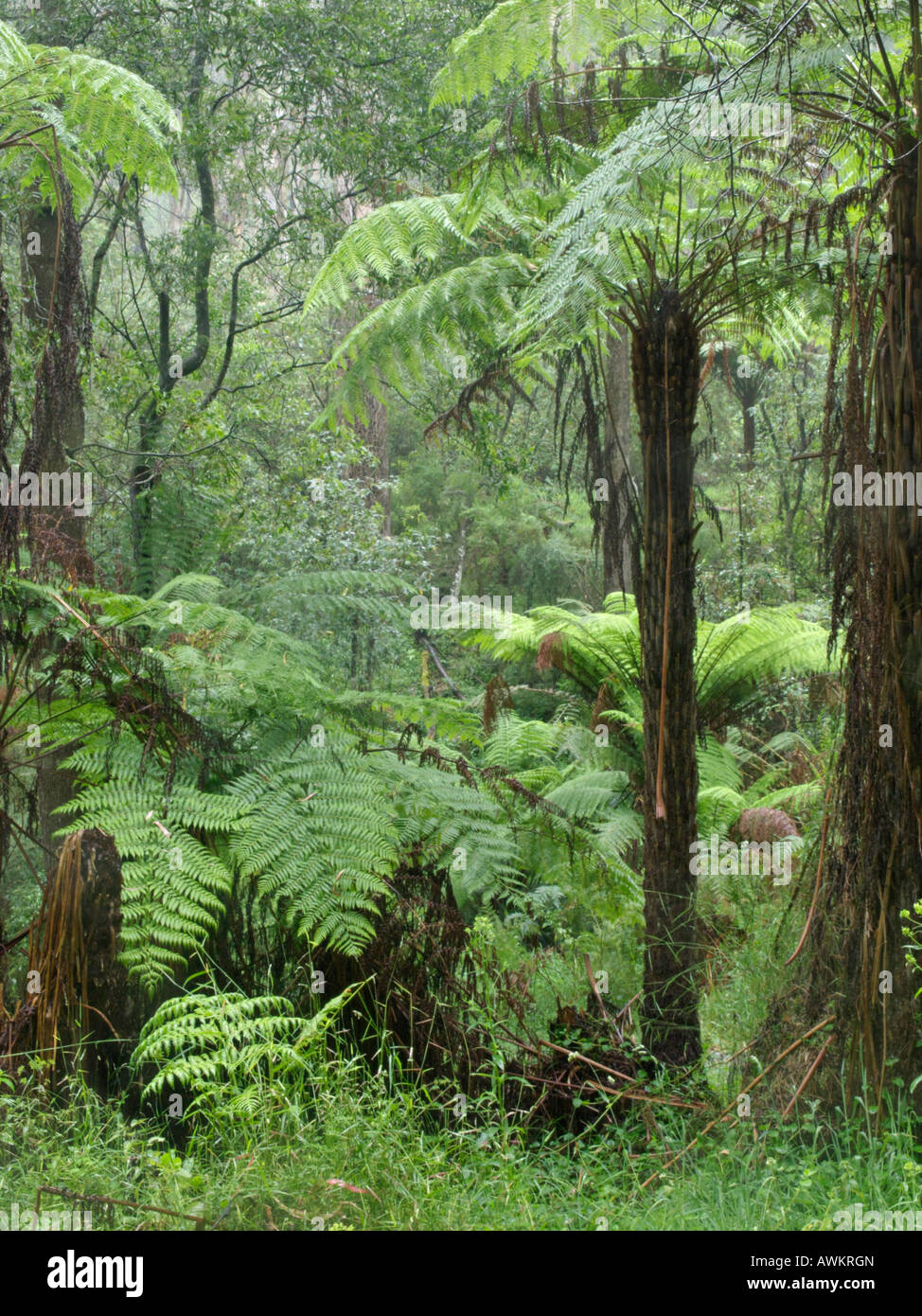 Tree fern (Dicksonia antarctica), Dandenong Ranges National Park, Melbourne, Australia Stock Photo
