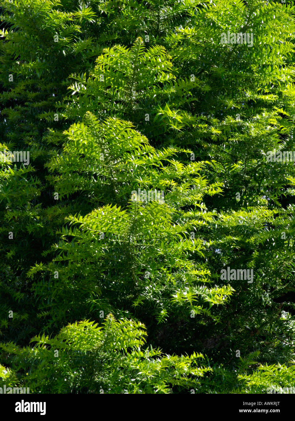 Bunya pine (Araucaria bidwillii) Stock Photo