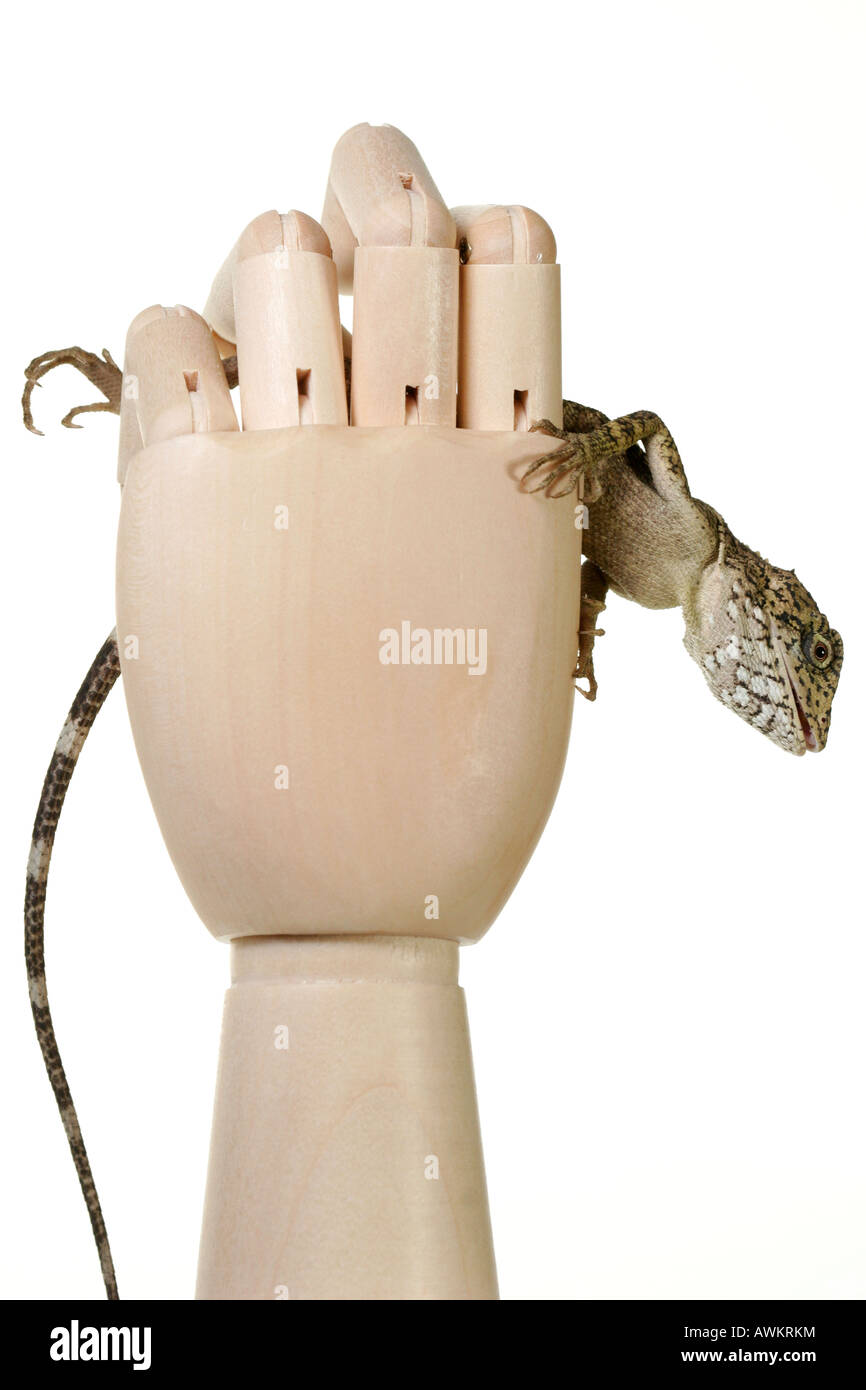 hand gripping a Lizard Stock Photo