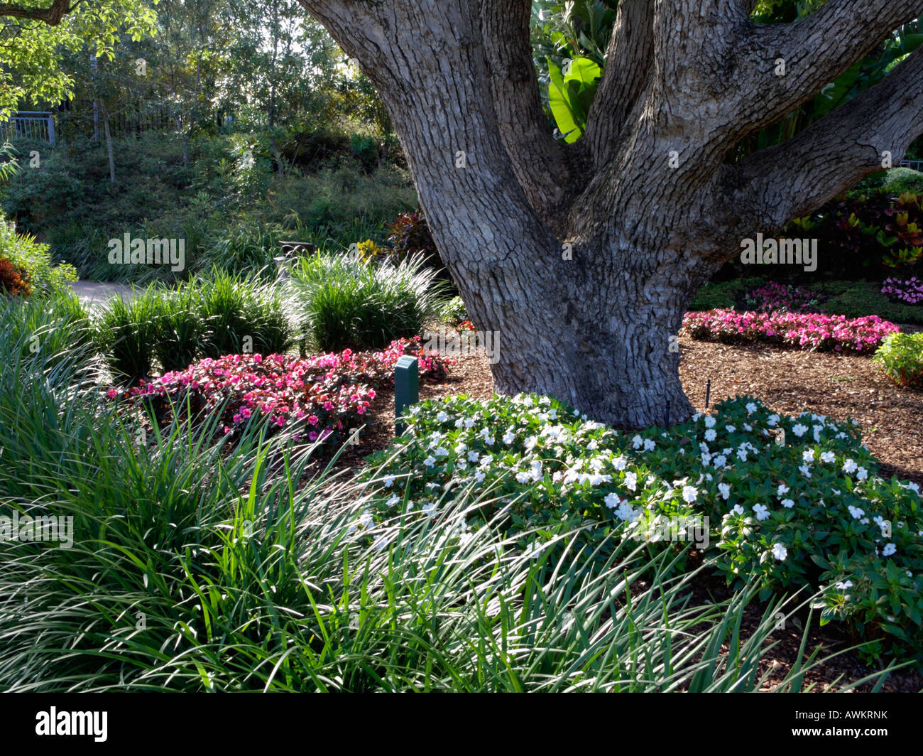 Camphor tree (Cinnamomum camphora) Stock Photo