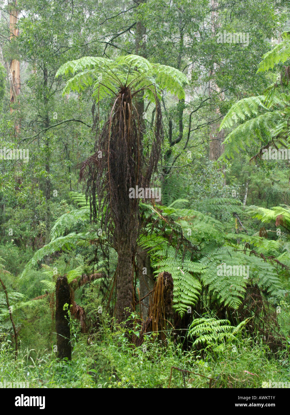 Tree fern (Dicksonia antarctica), Dandenong Ranges National Park, Melbourne, Australia Stock Photo