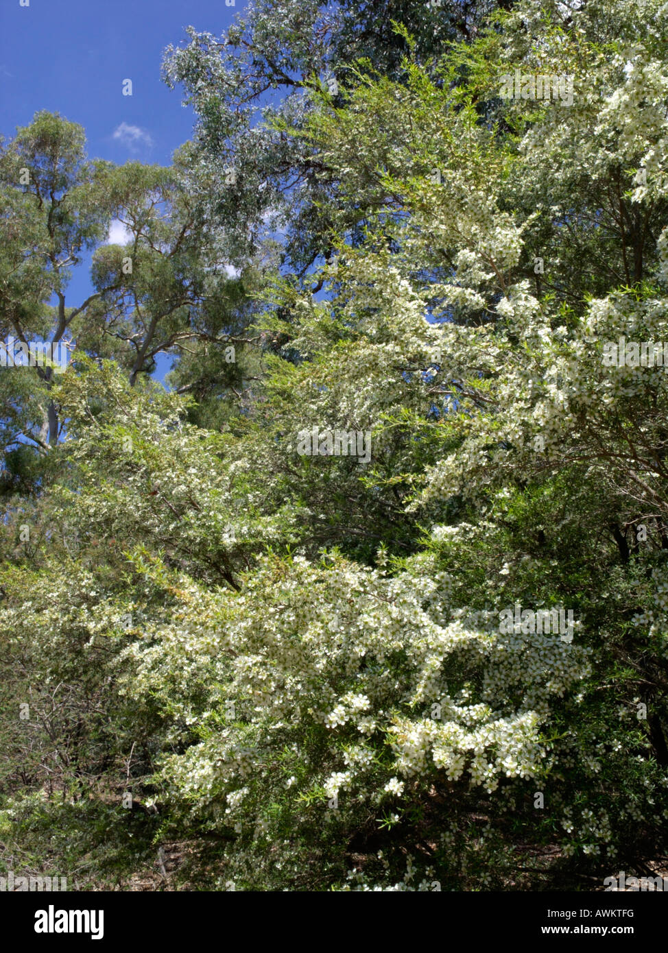 Tantoon (Leptospermum polygalifolium) Stock Photo