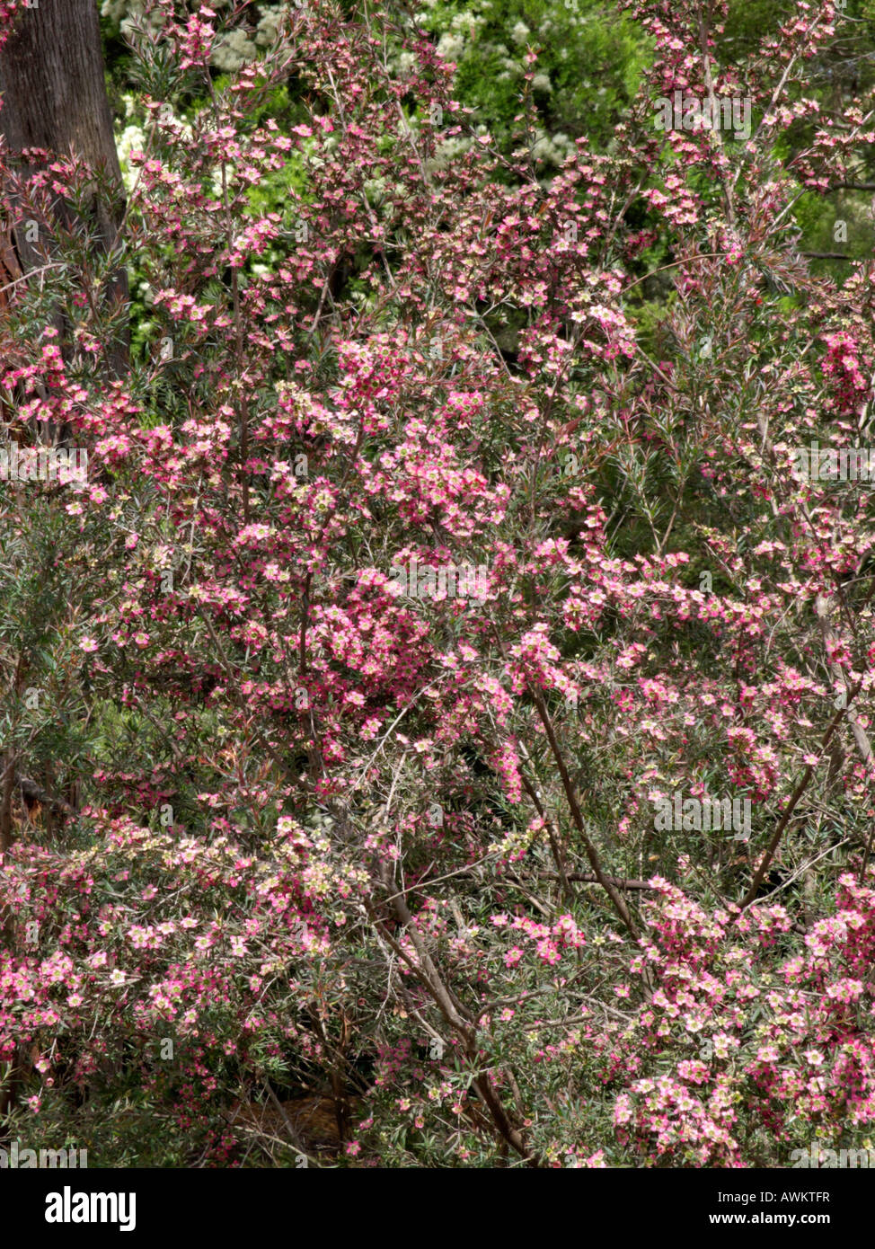Tea tree (Leptospermum Rudolph) Stock Photo