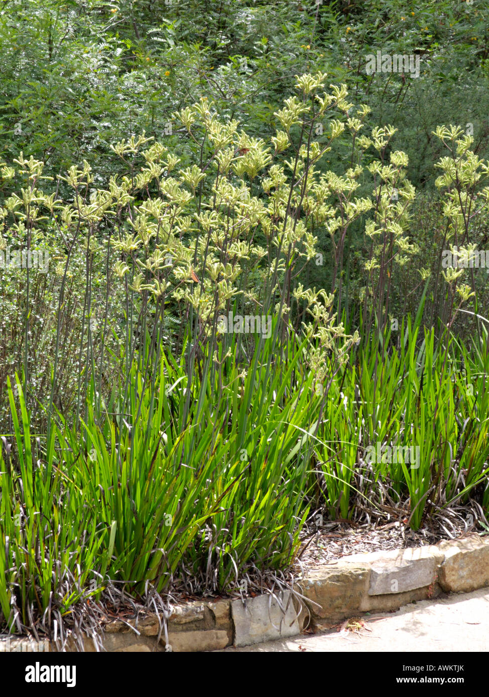 Kangaroo paw (Anigozanthos flavidus) Stock Photo