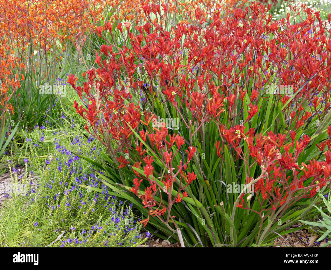 Kangaroo paw (Anigozanthos Bush Ruby Stock Photo Alamy