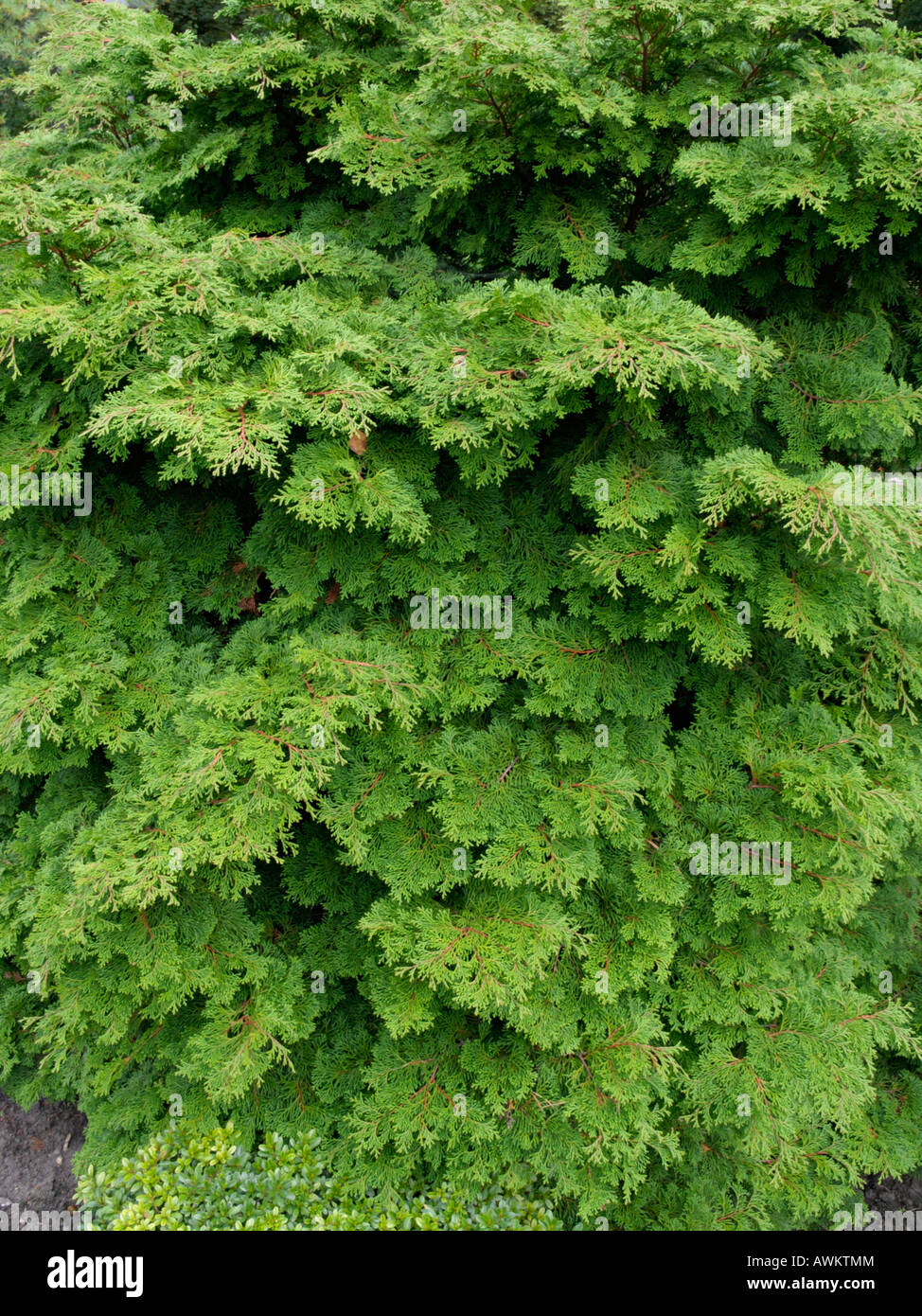 Hinoki cypress (Chamaecyparis obtusa) Stock Photo