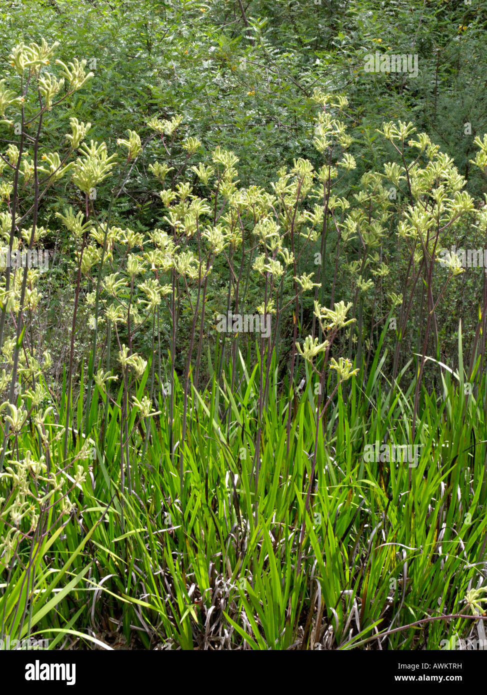Kangaroo paw (Anigozanthos flavidus Stock Photo Alamy