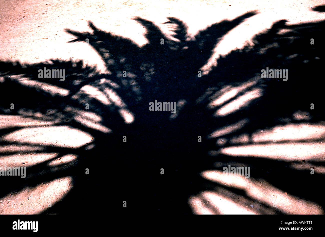 Shadow of palm tree on sand Stock Photo - Alamy