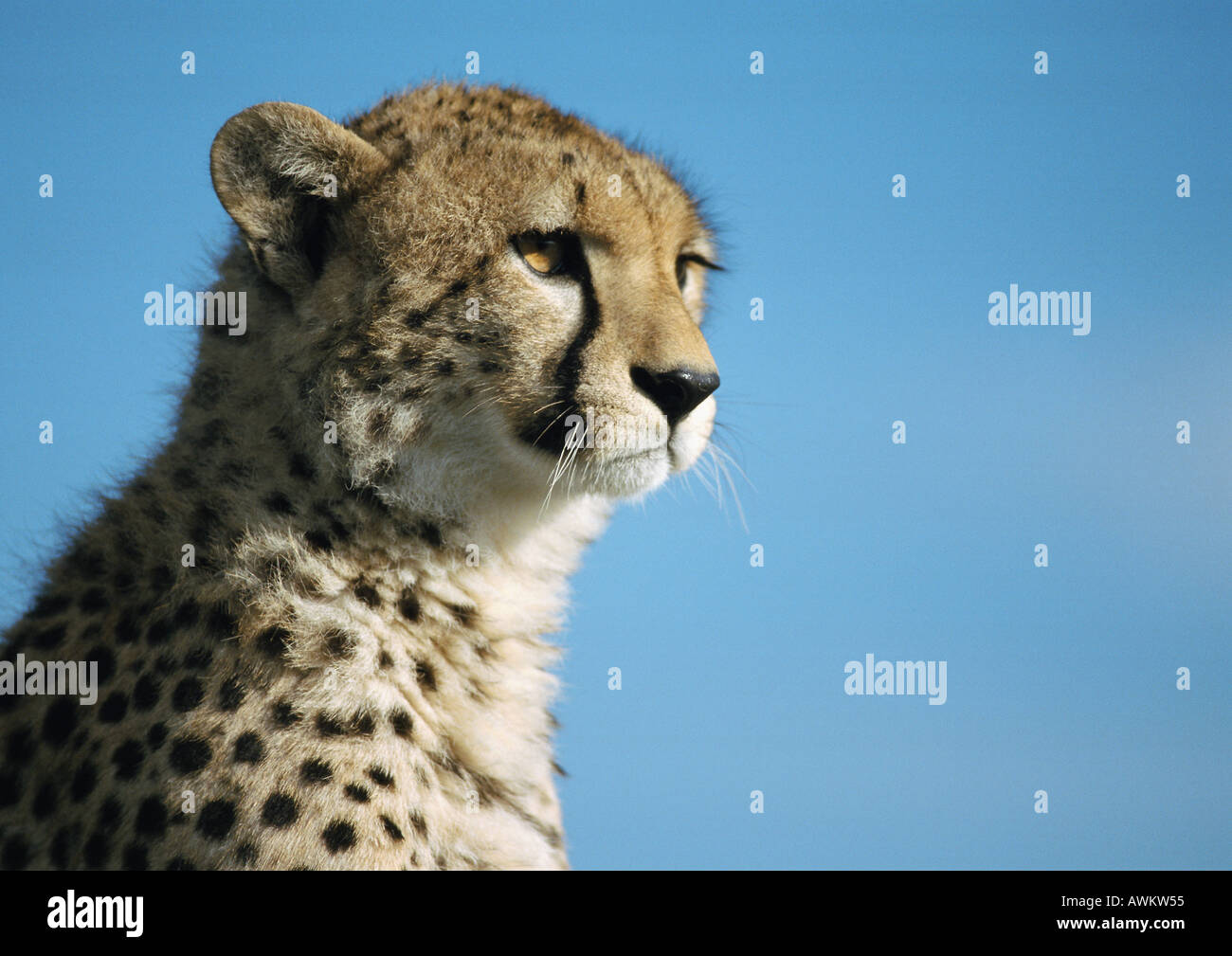 East African Cheetah (Acinonyx jubatus raineyii), head and shoulders Stock Photo