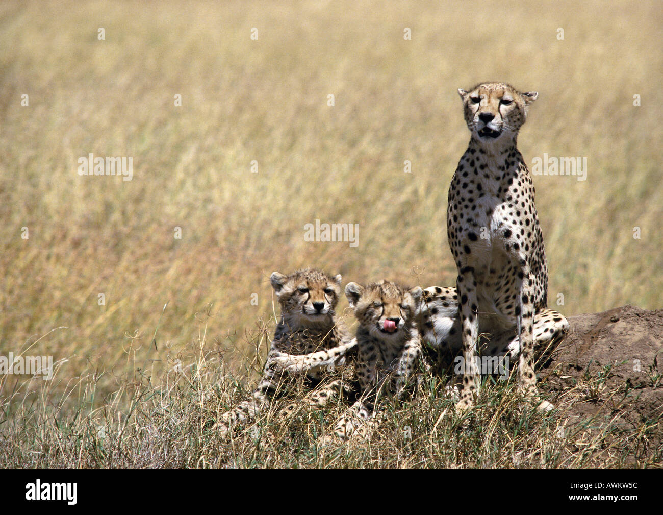 East African Cheetahs (Acinonyx jubatus raineyii), mother and two cubs, sitting in grassland savannah Stock Photo
