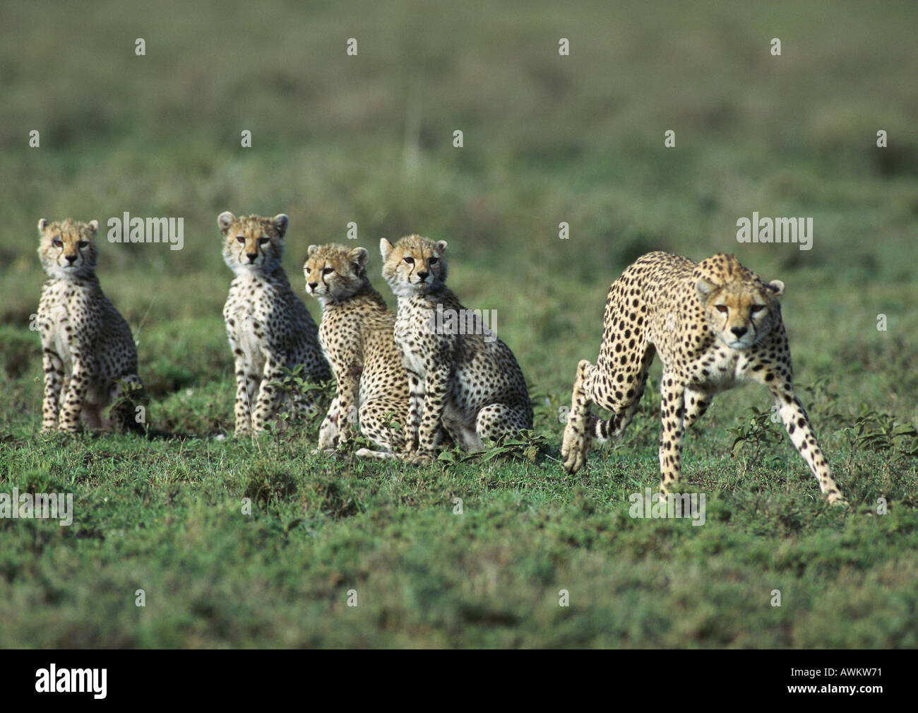 East African Cheetahs (Acinonyx jubatus raineyii), mother and four young Stock Photo