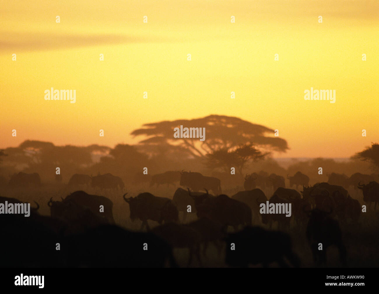 Silhouettes of african animals at sunset in the savannah hi-res stock ...