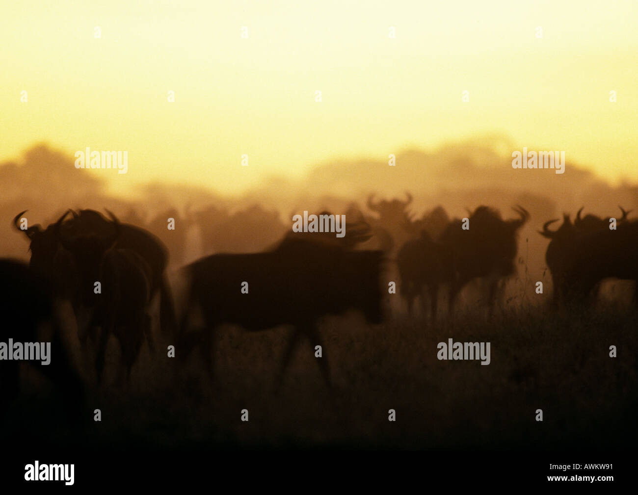 Silhouettes of african animals at sunset in the savannah hi-res stock ...