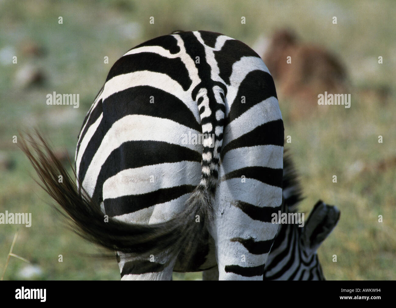 Zebra tail hires stock photography and images Alamy