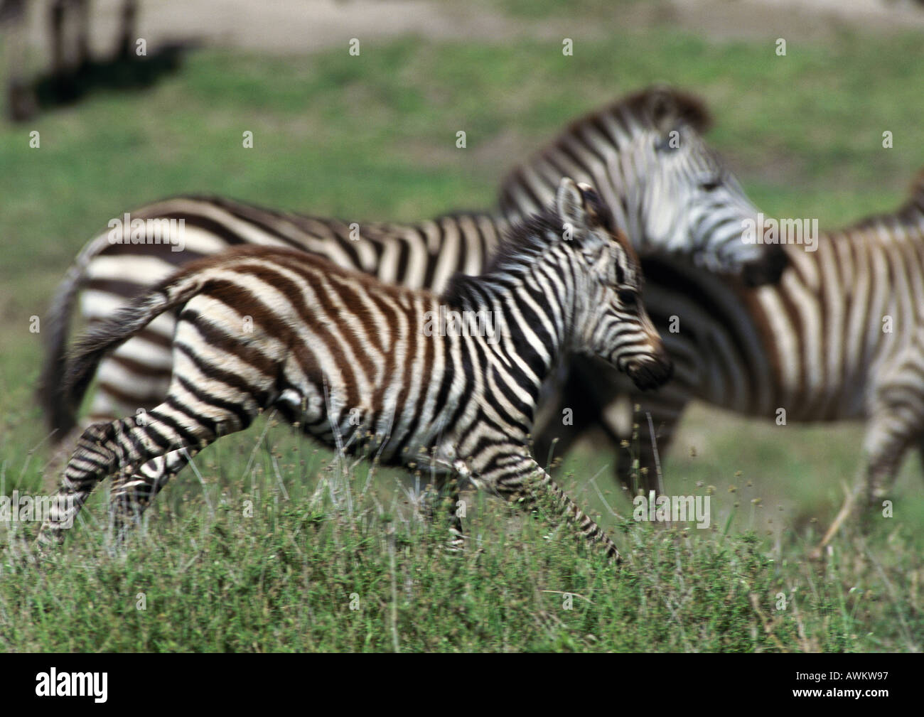 Plains zebra (Equus quagga), foal running alongside its mother, side view, blurred motion Stock Photo