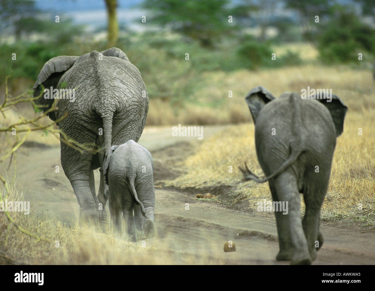 African Bush Elephant family (Loxodonta africana) walking on dirt path, Botswana, Africa, rear view Stock Photo
