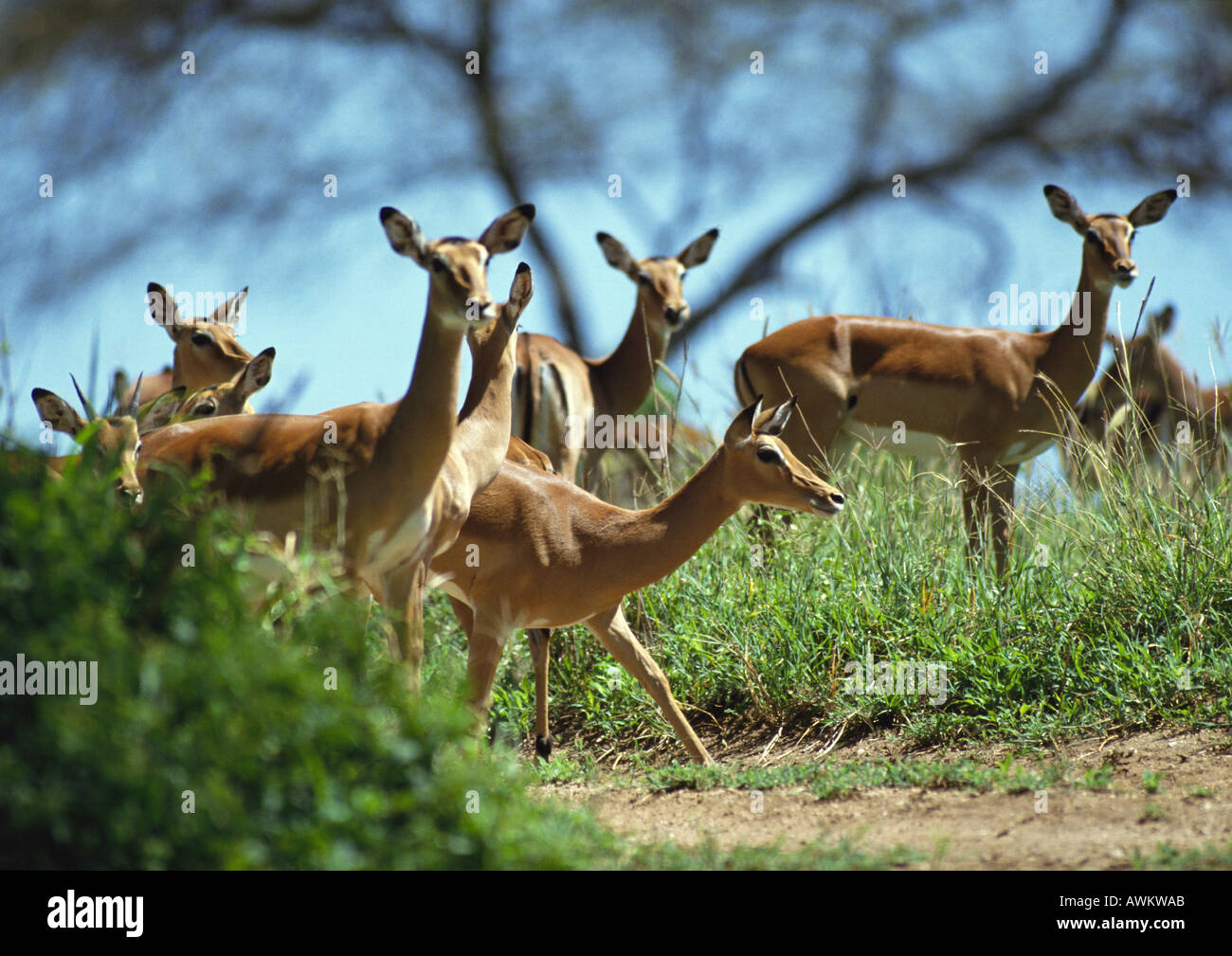 Common Impalas High Resolution Stock Photography and Images - Alamy
