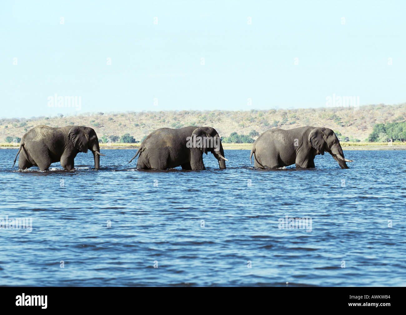 African Bush Elephants (Loxodonta africana) crossing river in single file line, Botswana, Africa Stock Photo