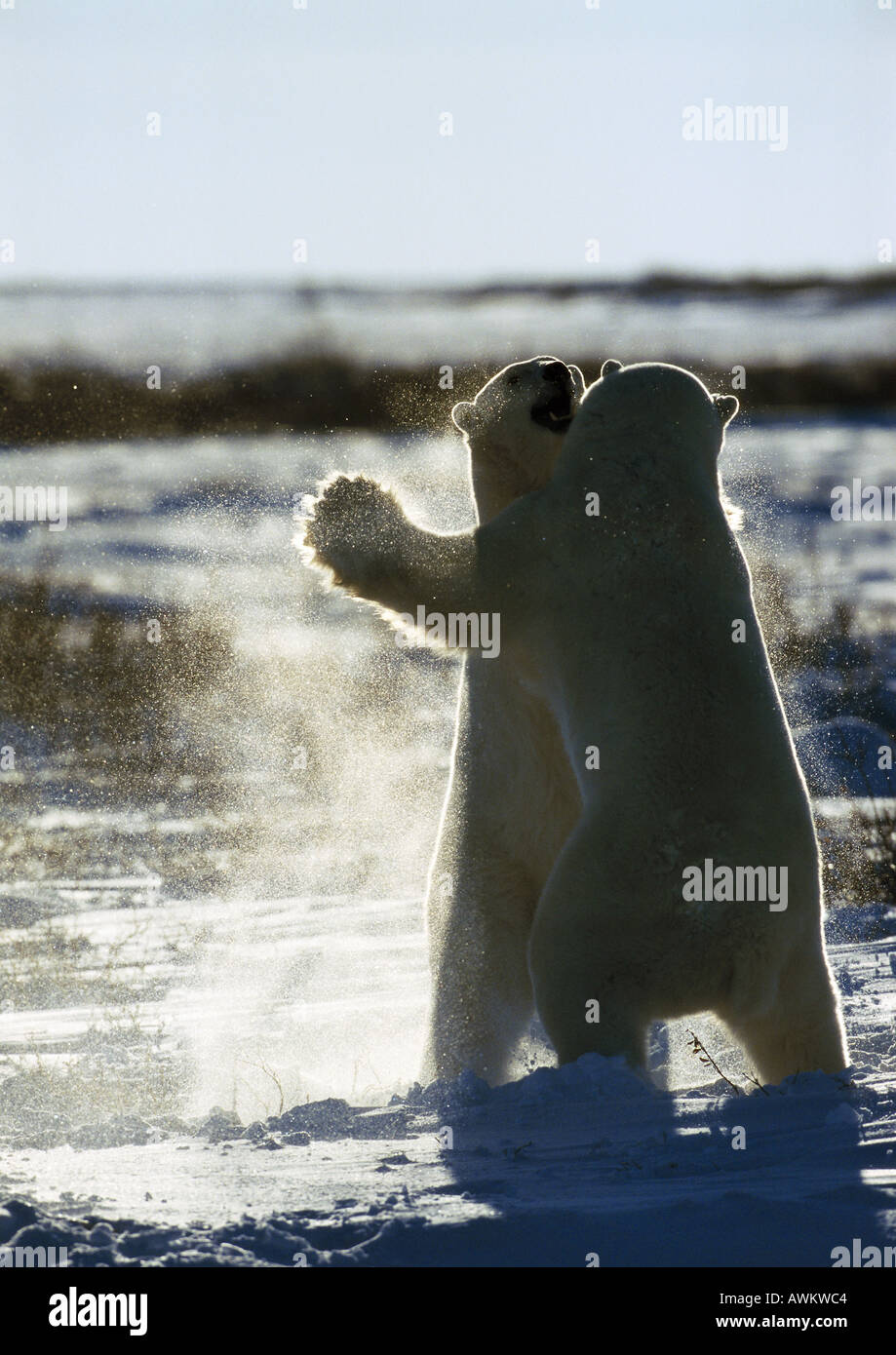 Two Polar Bears (Ursus maritimus) fighting in snow Stock Photo