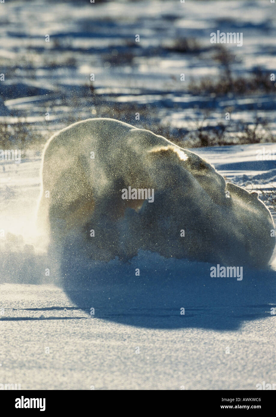 Two Polar Bears (Ursus maritimus) fighting in snow Stock Photo