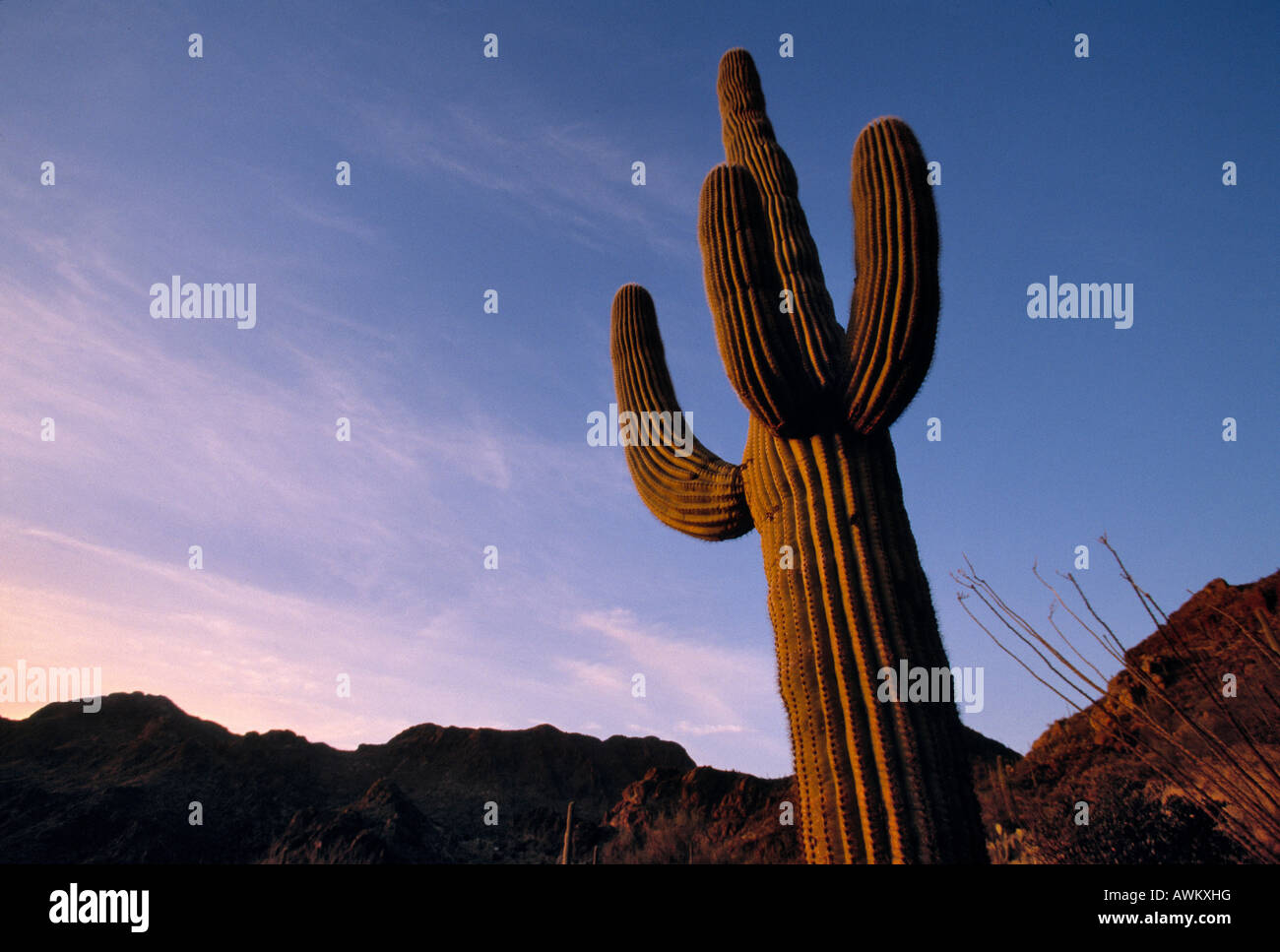 Giant Cactus grow in Saguaro National Park near Tuscon, Arizona, USA