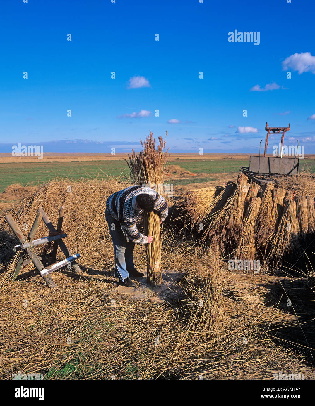 Cutting reeds for thatching on Cley Marshes North Norfolk in Mid Winter ...