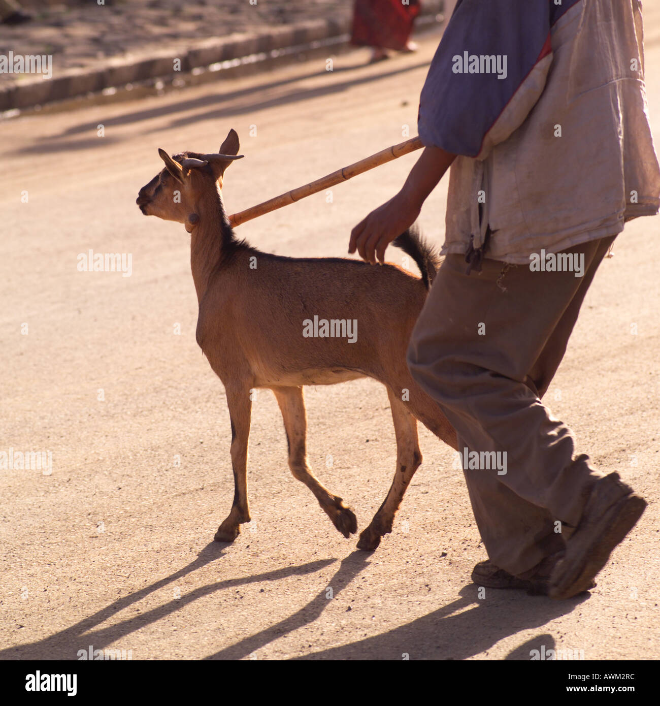 Goat man leash goat hi-res stock photography and images - Alamy