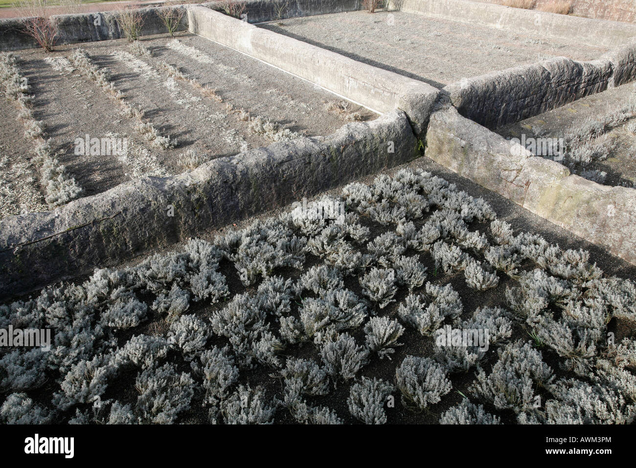 Lavender shrubs growing in the former sinter bunkers at Meiderich Ironworks (inoperative), North Duisburg, North Rhine-Westphal Stock Photo