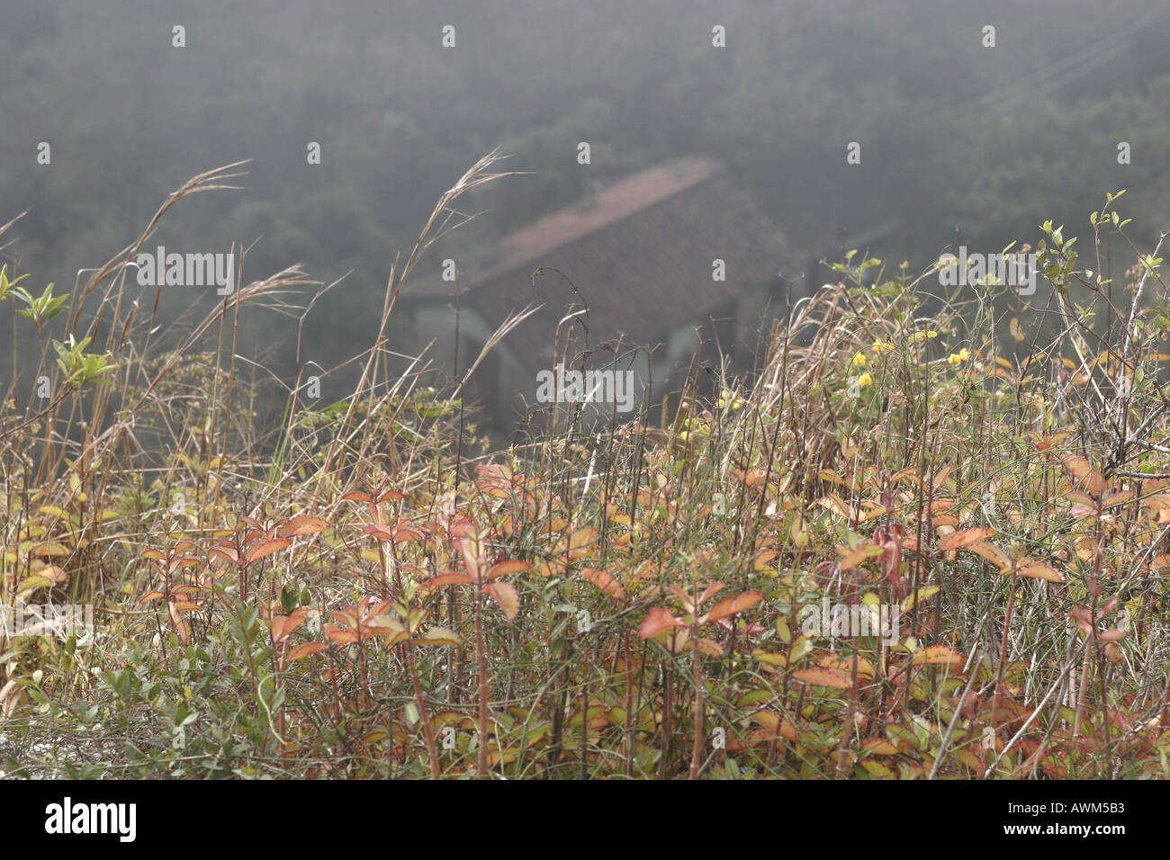 plants and farm house Sierre Maestra mountains Cuba Stock Photo Alamy