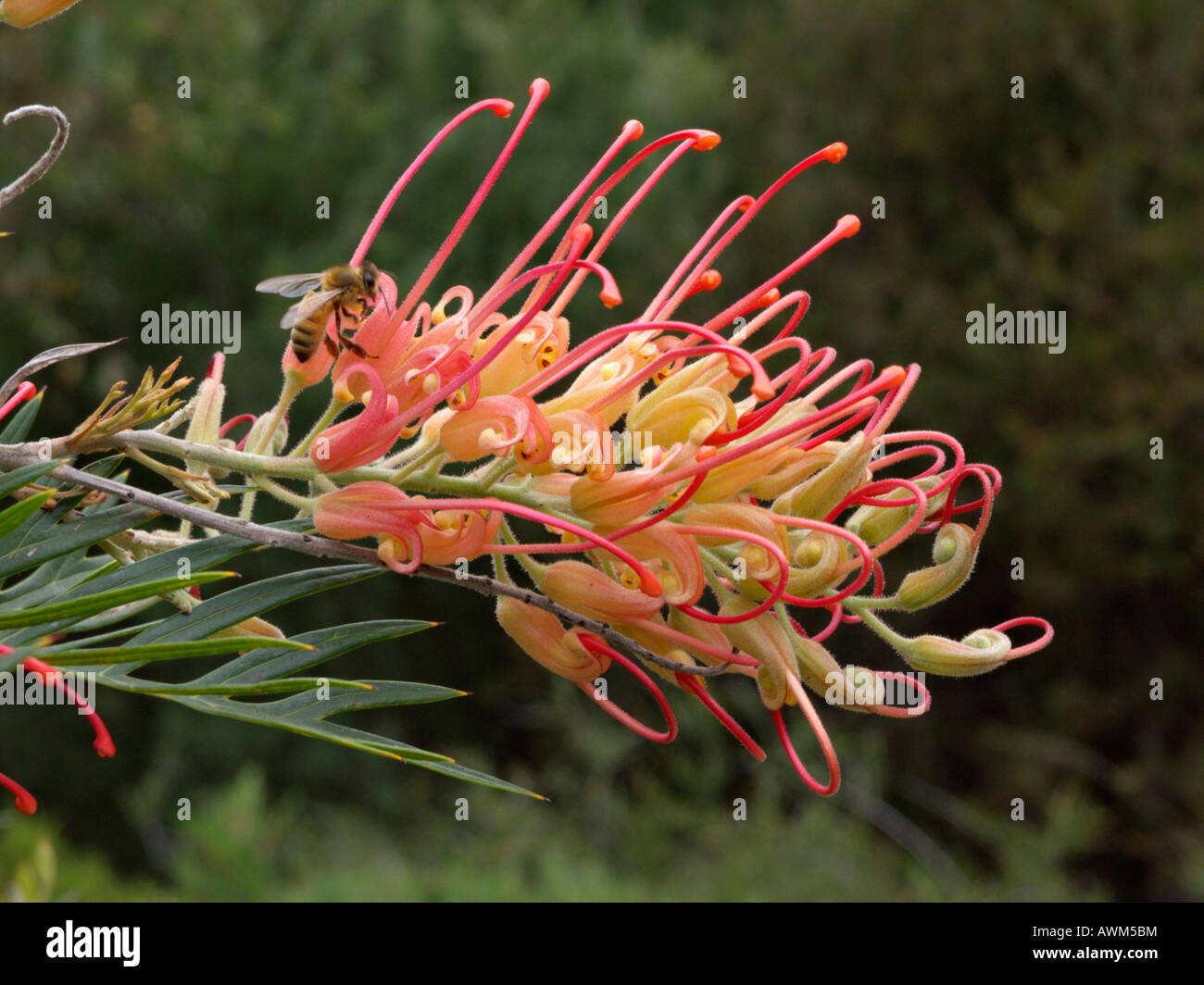 Grevillea Mason's Hybrid Stock Photo