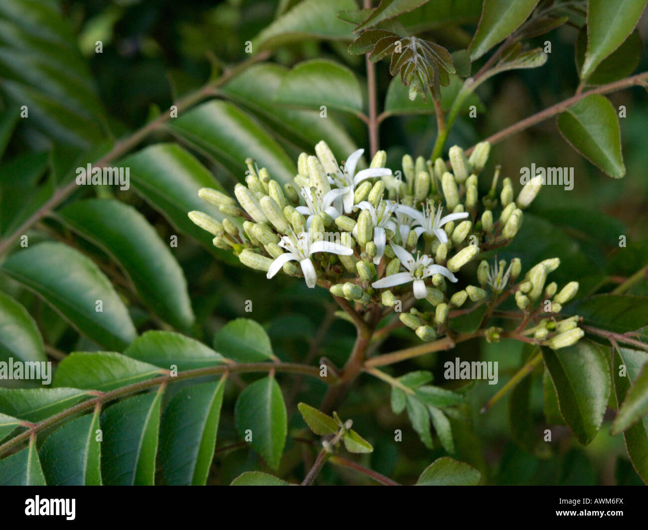 Curry tree (Murraya koenigii) Stock Photo