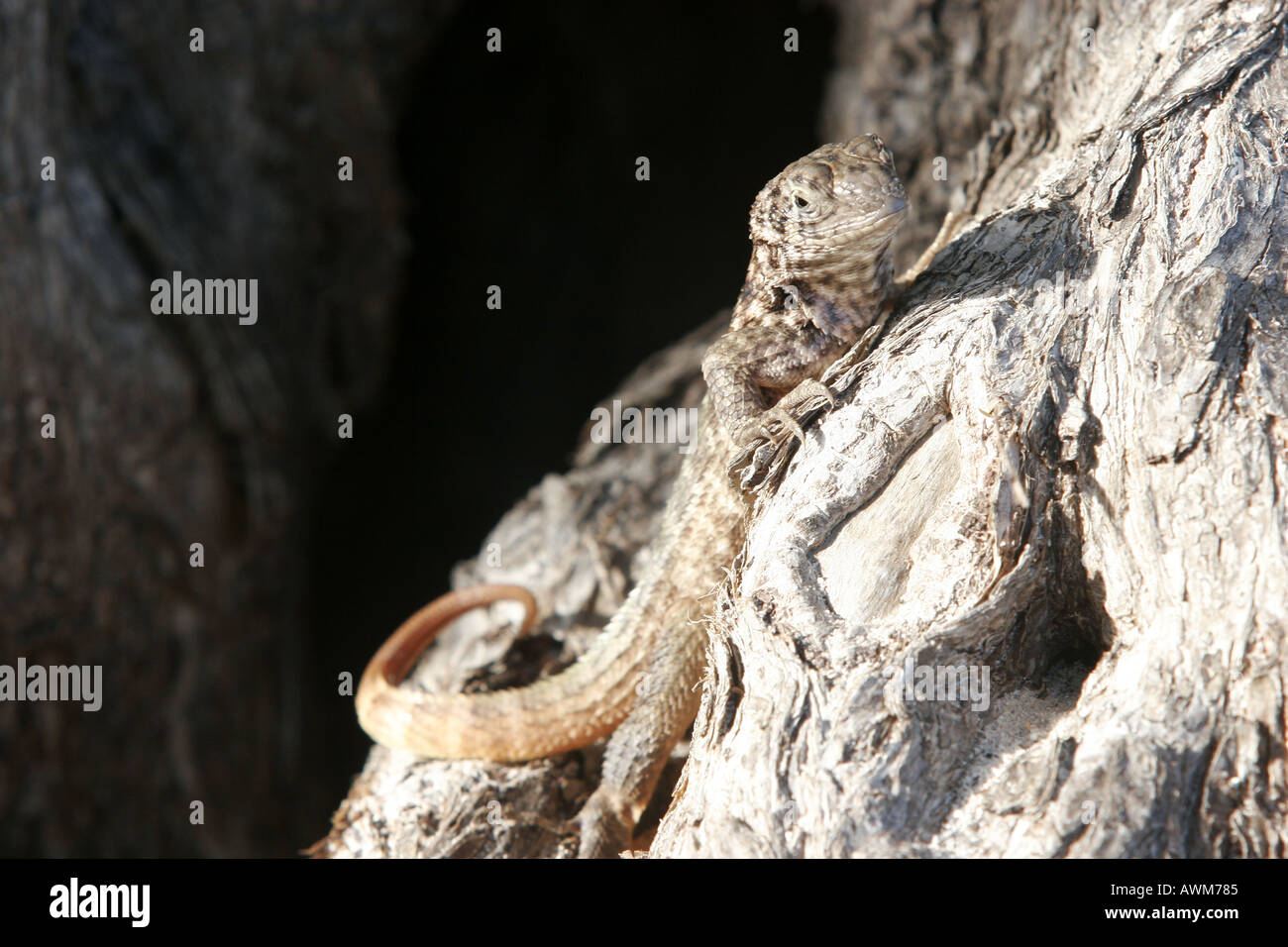 Lizard on a tree in Cuba Stock Photo - Alamy