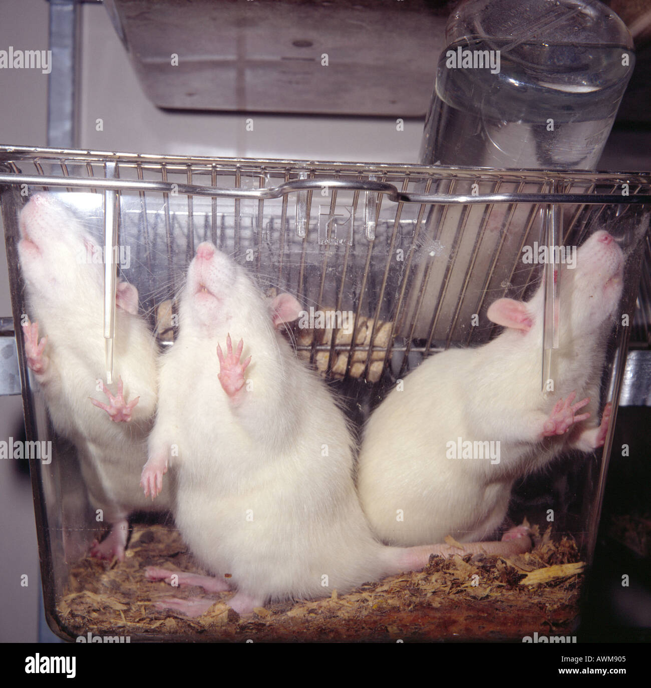 White 2024 rat cage