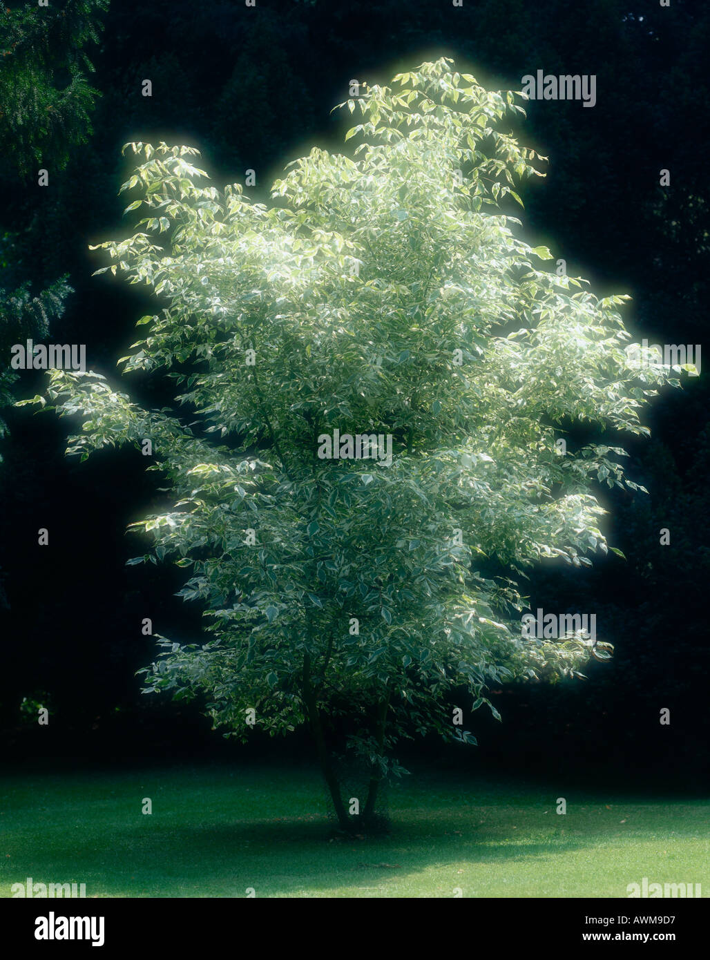 Maple tree in field Stock Photo - Alamy