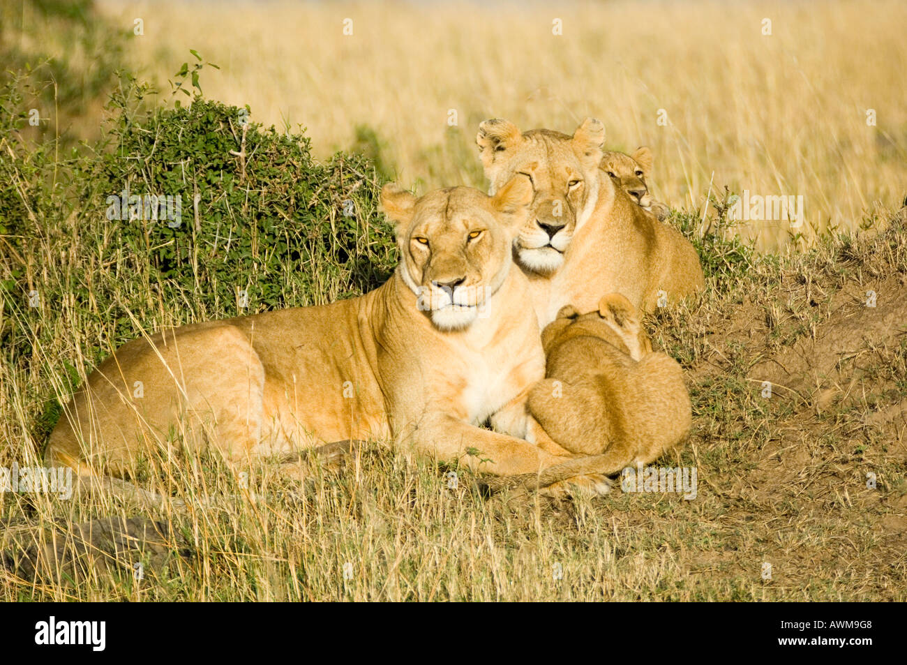 Lion pride in Kenya's Masai Mara Stock Photo - Alamy