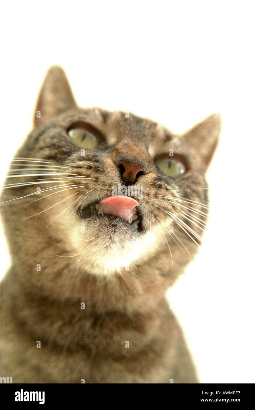 Tooth sticking out hires stock photography and images Alamy