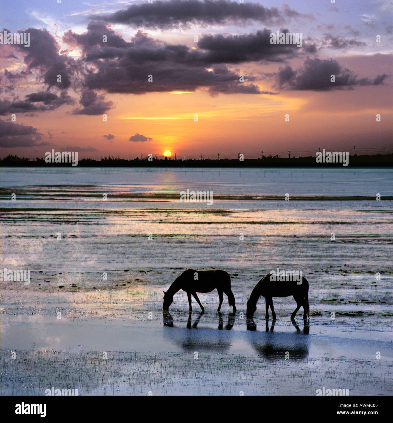 My Image 23