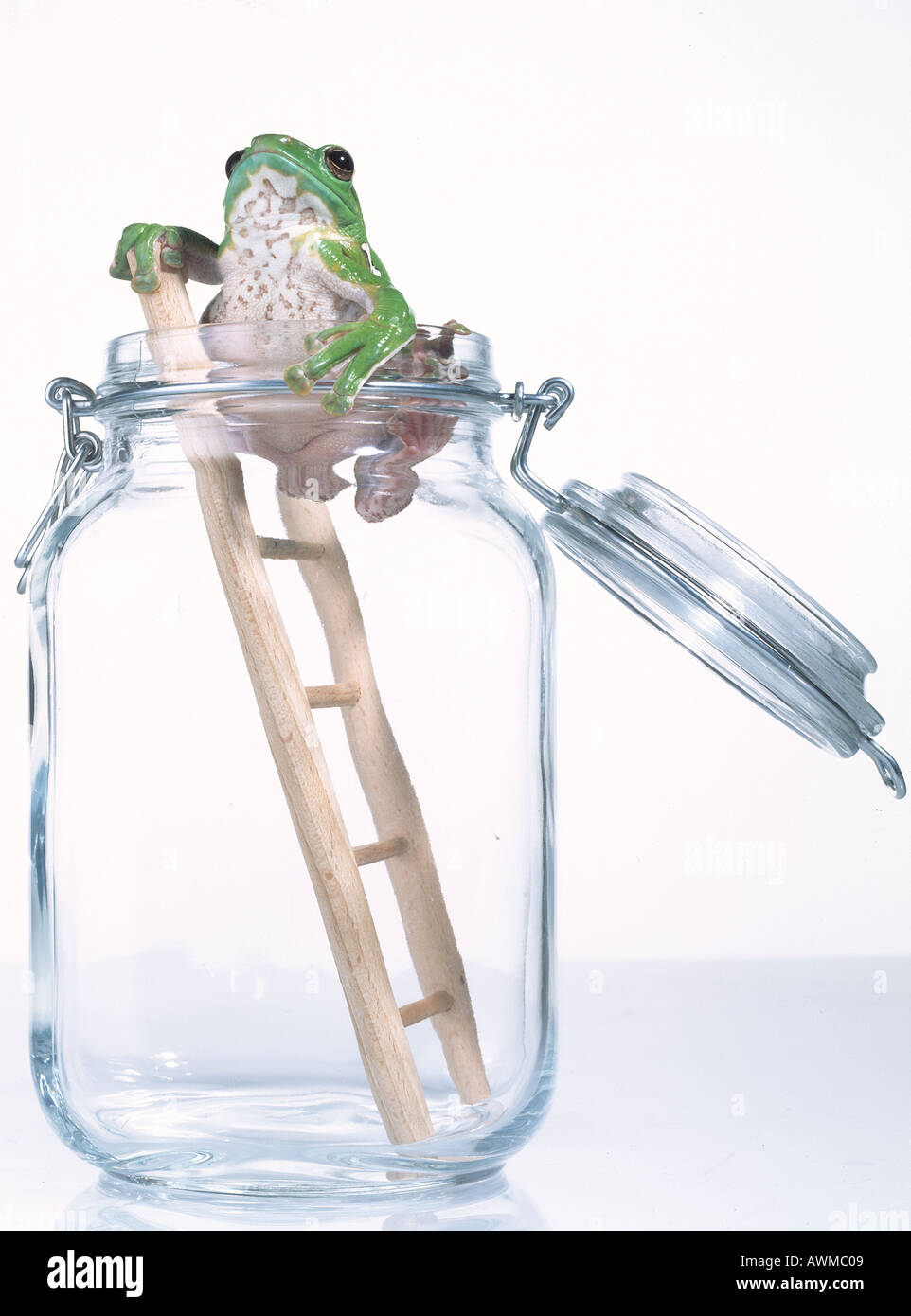 Tree frog on ladder in jar Stock Photo 3083272 Alamy