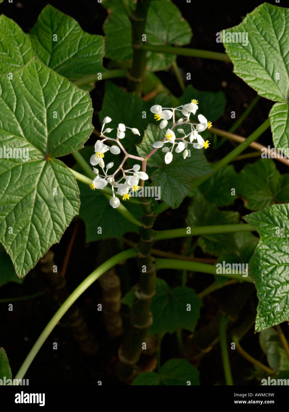Begonia (Begonia reniformis) Stock Photo