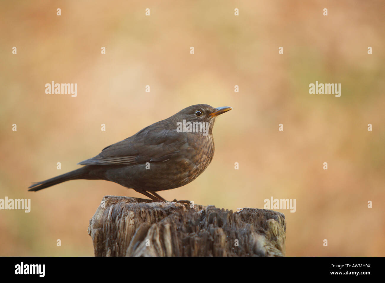 Female Blackbird (Turdus merula) Stock Photo