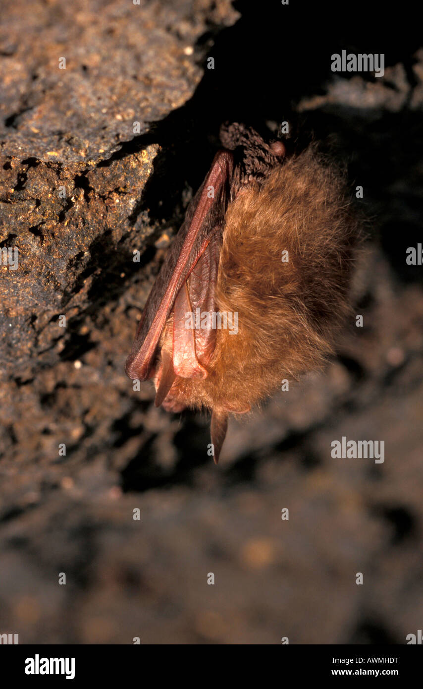 Torpor bat hires stock photography and images Alamy