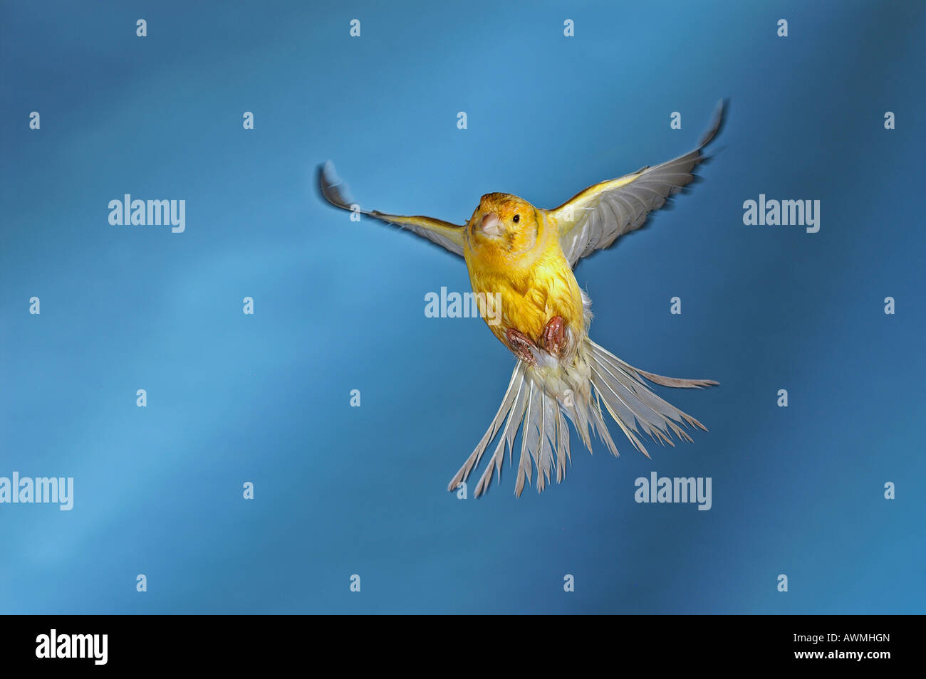 Canary (Serinus canaria forma domestica), captive Stock Photo