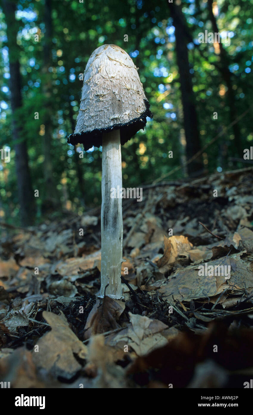 Shaggy Mane (Coprinus comatus), edible mushroom Stock Photo