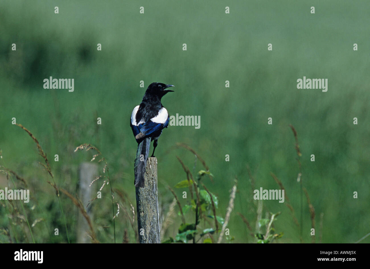 Black-billed magpie (Pica pica) Stock Photo