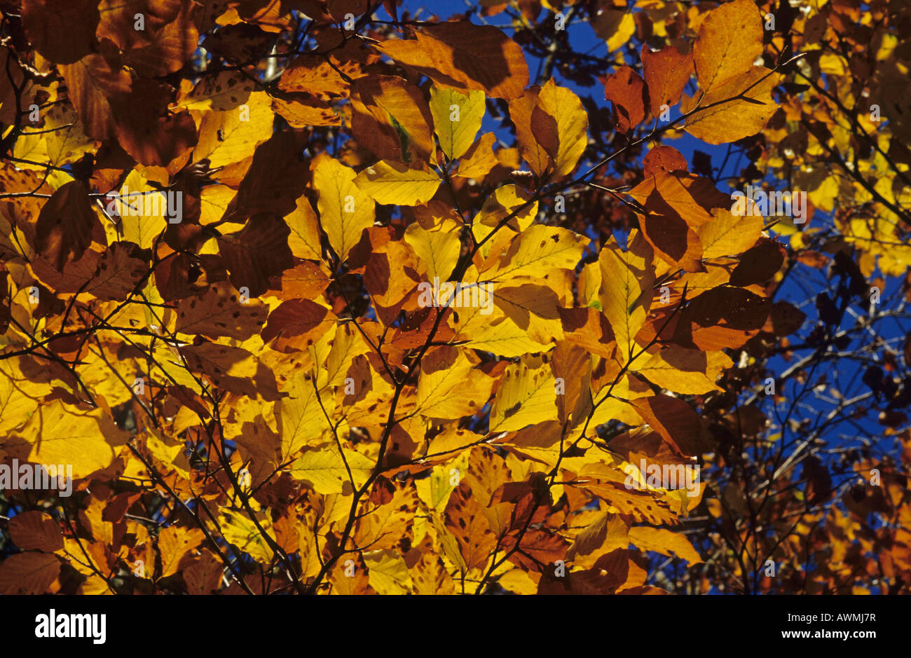 Common beech leaves in autumn colours (Fagus sylvatica) Stock Photo