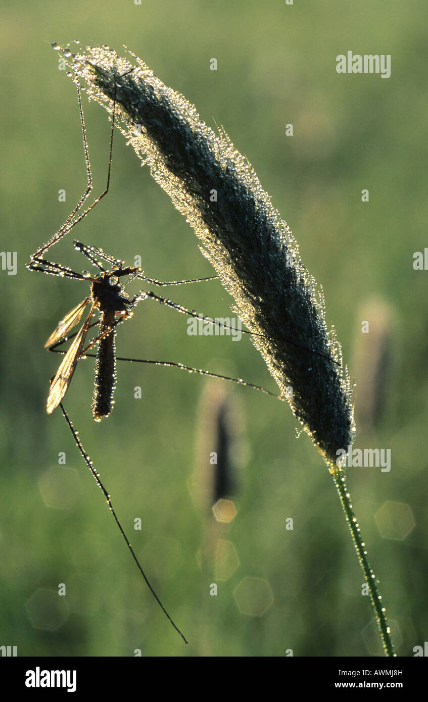 Crane fly (Tipula oleracea) Stock Photo