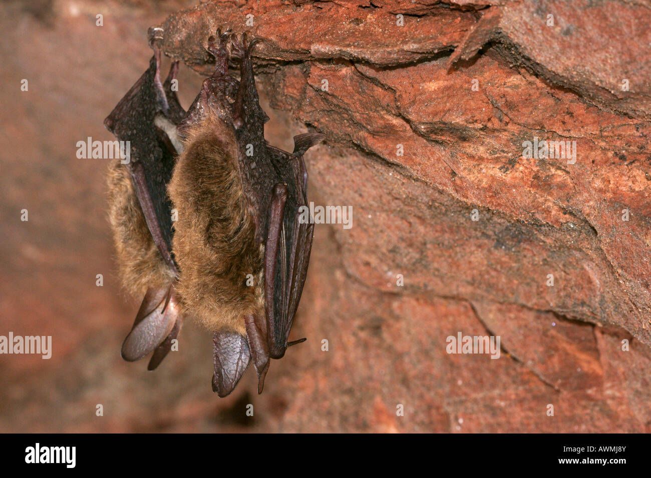 Bechstein's bat (Myotis bechsteinii) hibernating in a cave Stock Photo