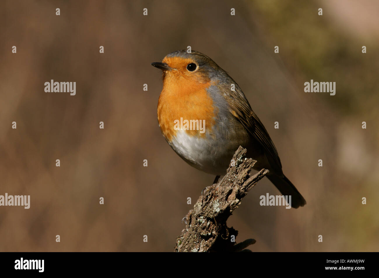 Robin (Erithacus rubecula Stock Photo - Alamy