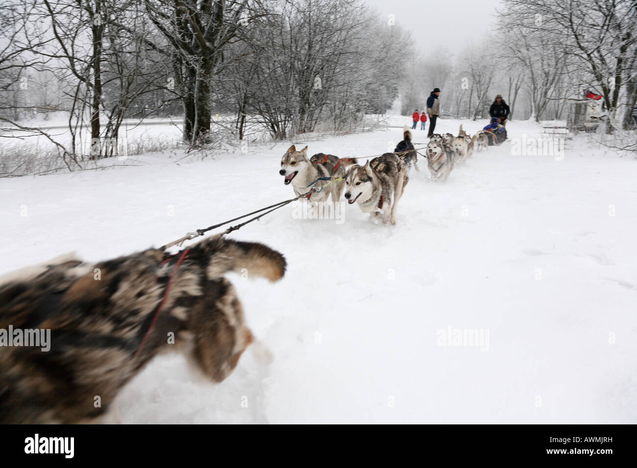 Dog sled team in the Schwarze Berge (Black Mountains), Rhoen Range, Franconia, Bavaria, Germany, Europe Stock Photo