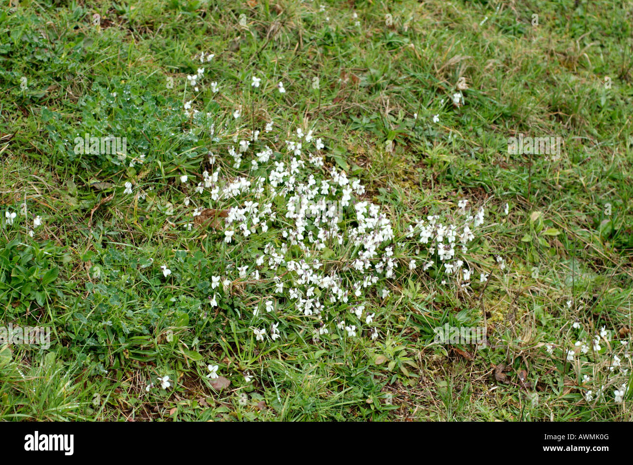 NATURALISED VIOLA ODORATA ALBA GROWING ON A SOUTH FACING ROAD CUTTING IN DEVON UK Stock Photo